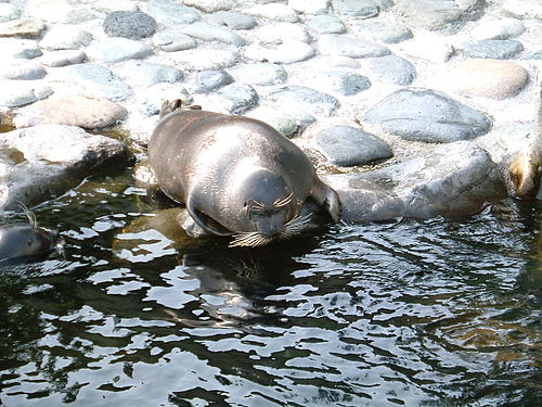 Baikal seal